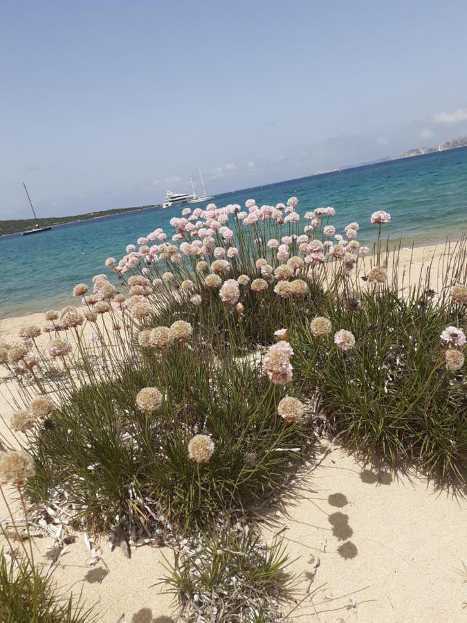 Gli Olivastri Con Piscina,Solarium, Vista Mare ,Sole -Mare E Tanta Natura ,Climatizzatore,Wifi Aglientu Exterior foto